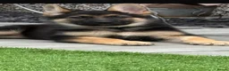 German Shepherd dogs for sale: Shawhead Shepherds  - Advert 26