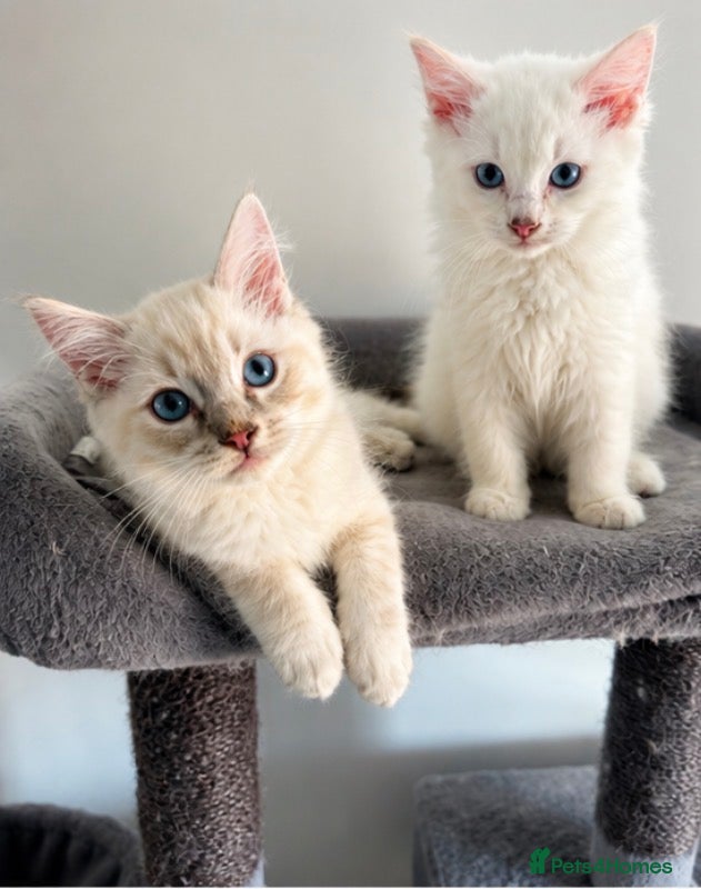 Ragdoll cats for sale: Ready to leave- 2 pedigree Ragdoll Boys - Advert 3