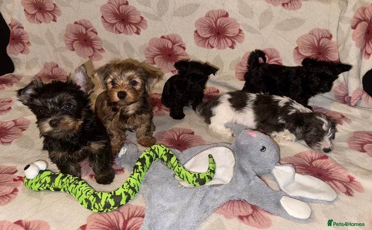 Yorkshire Terrier dogs - Advert 1