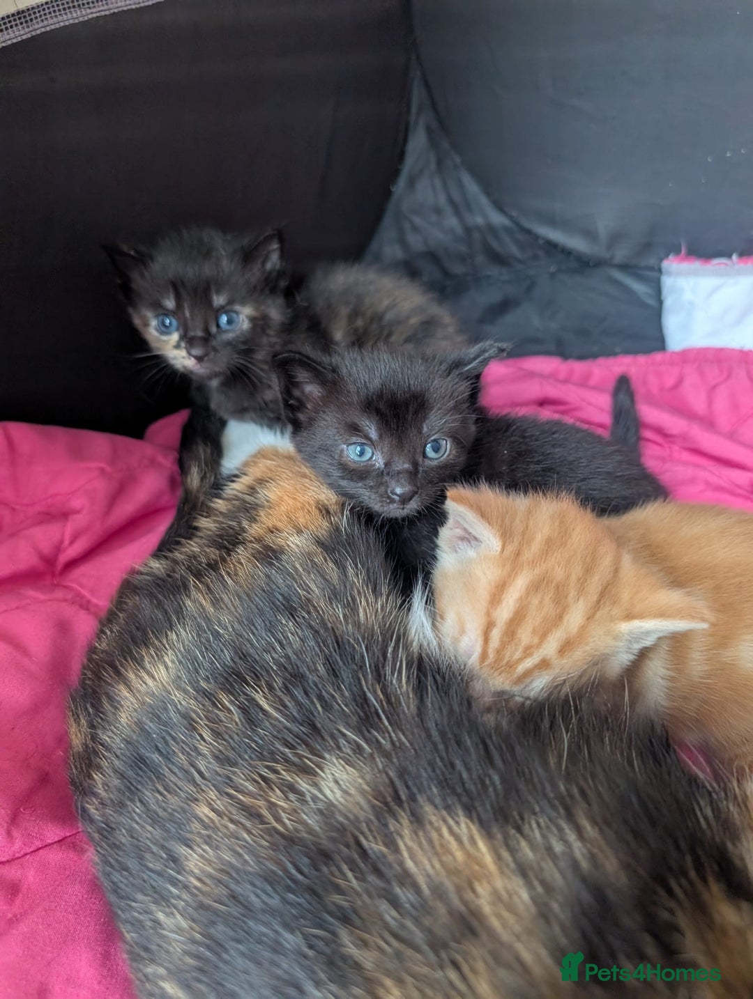 Mixed Breed cats for sale: Kittens for sale - Image 6