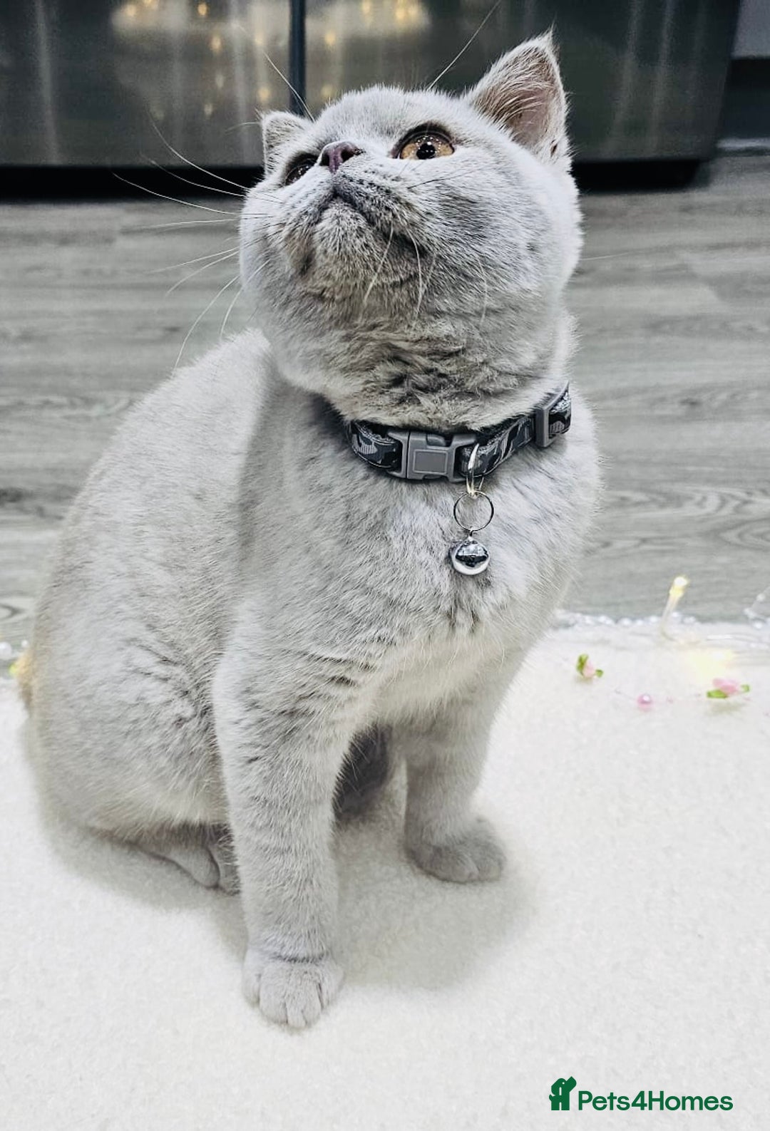British Shorthair cats for sale: Beautiful Rare Fawn Lilac British Shorthair Girl! - Advert 11