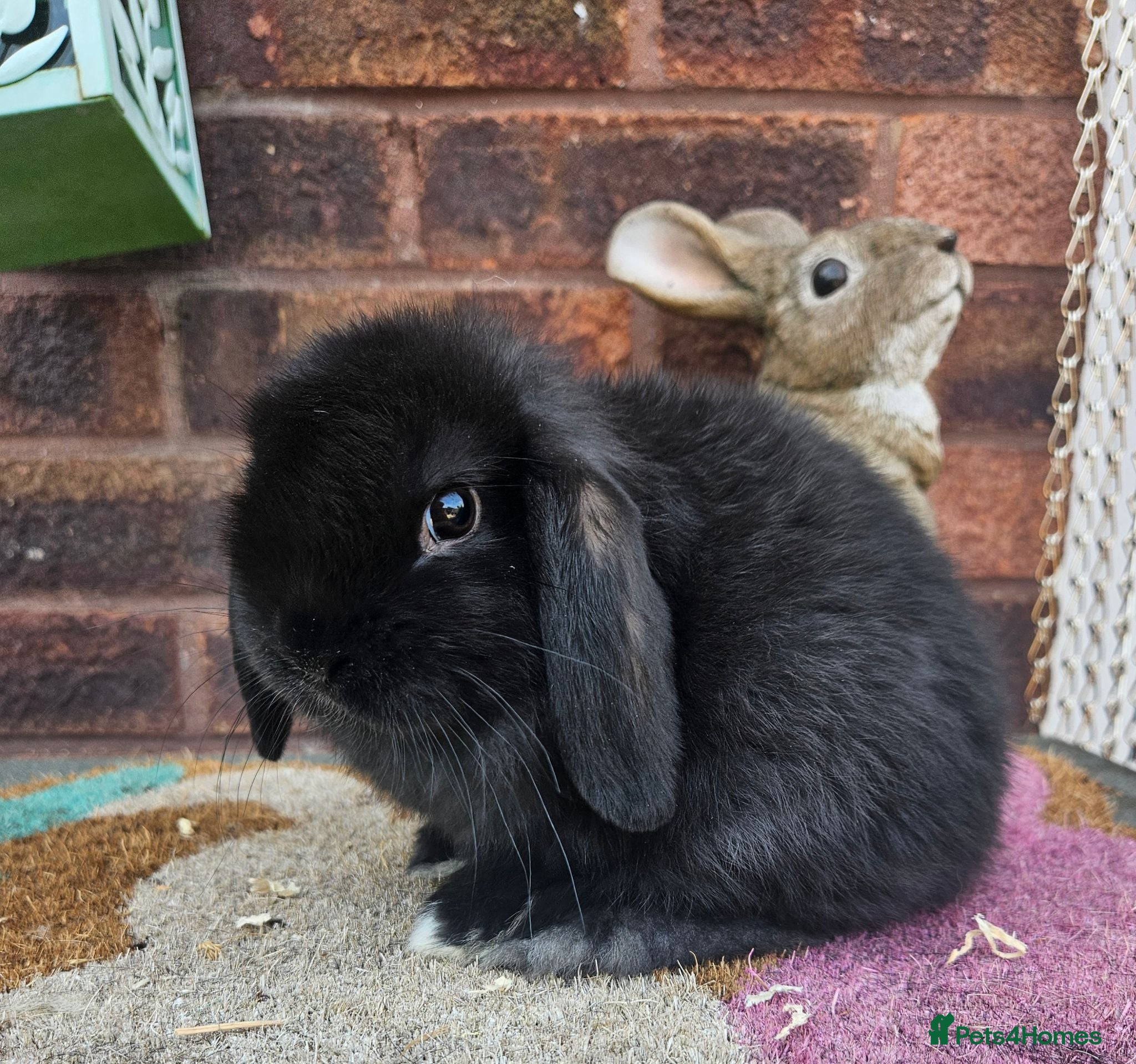 Mini Lop rabbits  baby mini lop boy - Advert 18