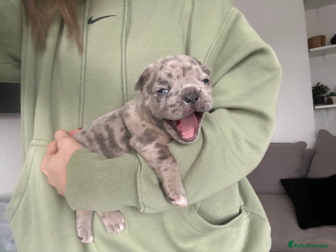 French Bulldog dogs for sale: French bulldog puppies - Image 14