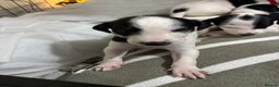 Whippet dogs for sale: Whippet puppies  - Advert 7