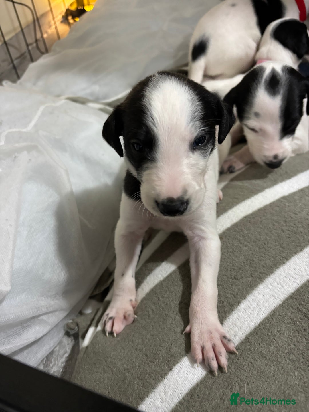 Whippet dogs for sale: Whippet puppies  - Advert 7