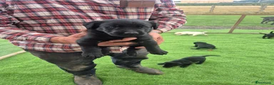 Labrador Retriever 7