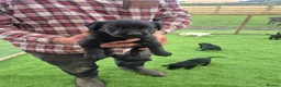Labrador Retriever dogs for sale: Beautiful litter of labrador pups in Stockton-on-Tees - Advert 3