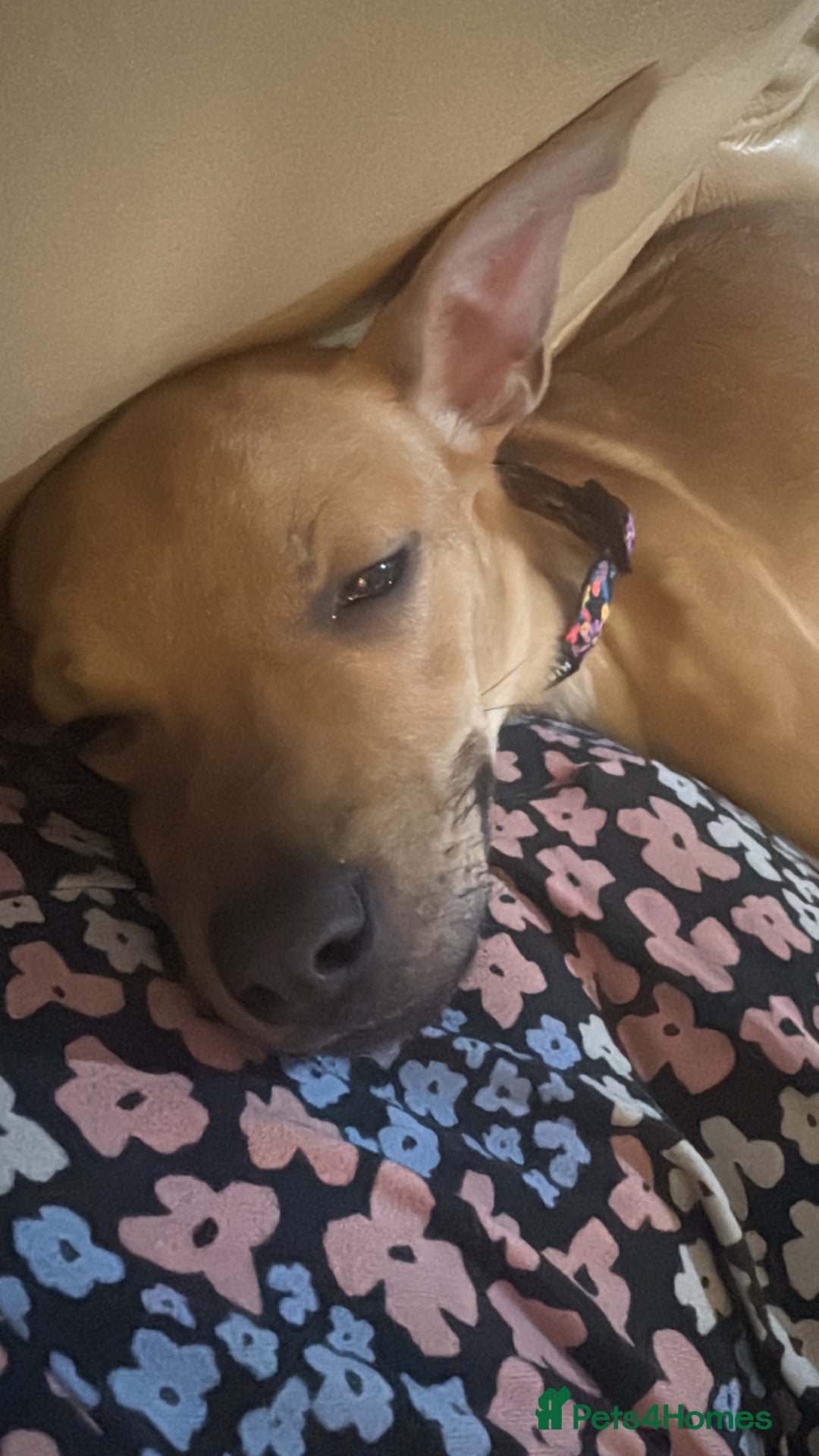 Mixed Breed dogs for sale: Lara female pup - Advert 2