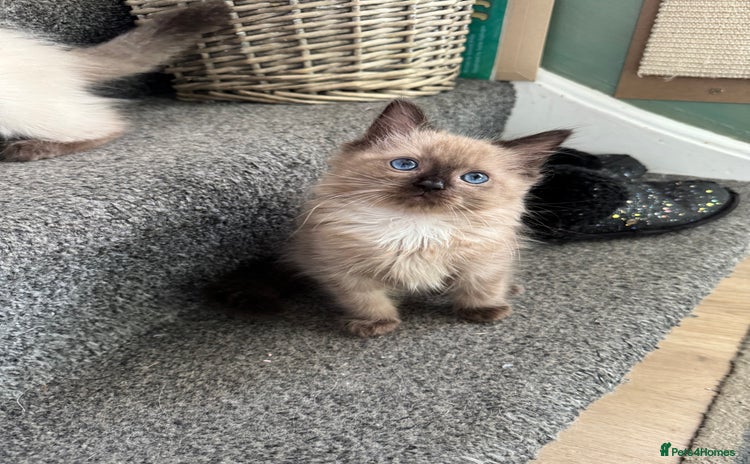 Ragdoll cats - Advert 8