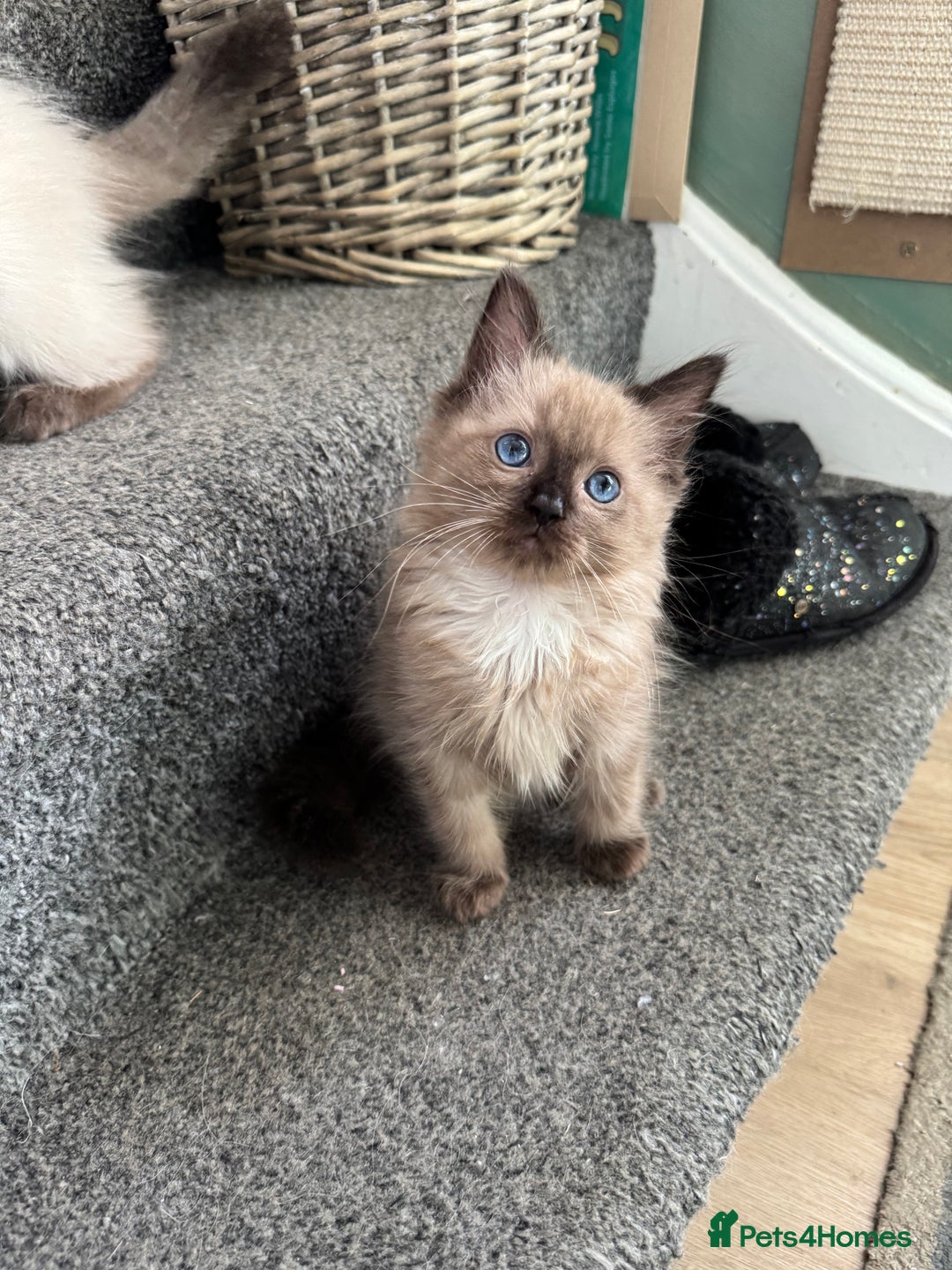 Ragdoll cats for sale: Beautiful Tica registered Ragdoll’s  - Image 1