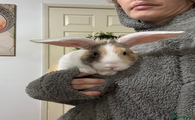 French Lop rabbits - Advert 10