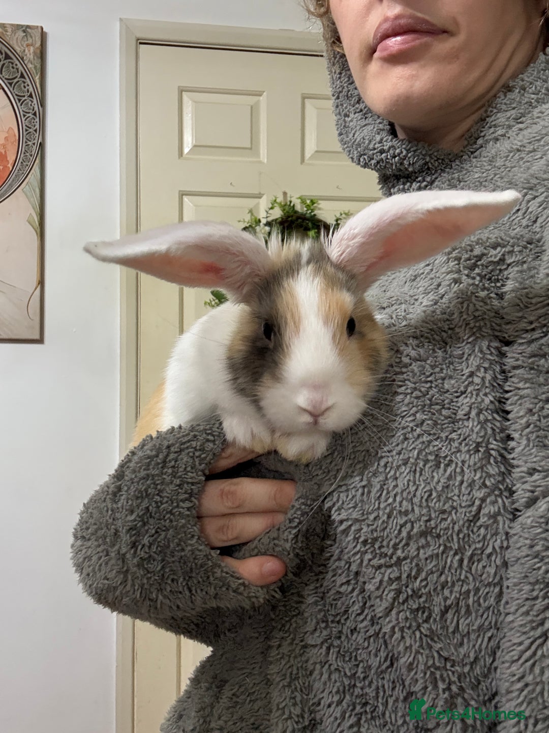 French Lop rabbits for sale: French lop Californian 4 does and a buck.  - Image 1