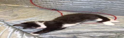 Mixed Breed cats for sale: 5 adorable boy kittens - Advert 9