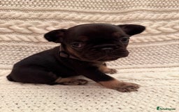 French Bulldog dogs for sale: 5 KC registered French Bulldogs🐾 - Image 11