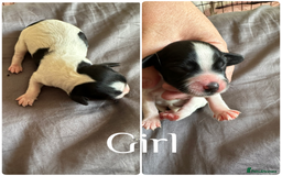 Sprocker dogs for sale: 5 beautiful little sprockers - Image 4