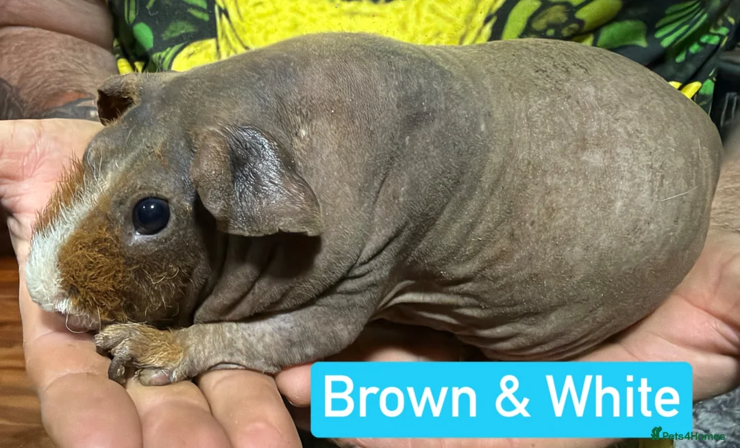 Guinea Pig rodents for sale: Proven Skinny Pig Boars.  - Advert 1