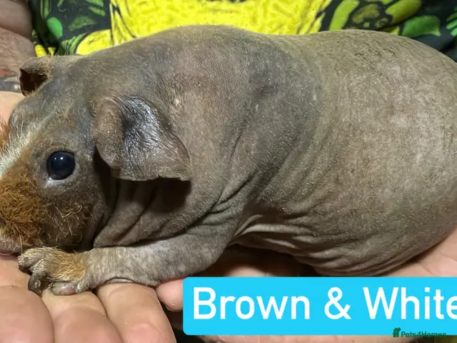 Guinea Pig rodents for sale: Proven Skinny Pig Boars. - Advert 3
