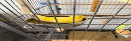 Canaries birds for sale: URGENT! 2 Male Canaries + Full Set up - Advert 2