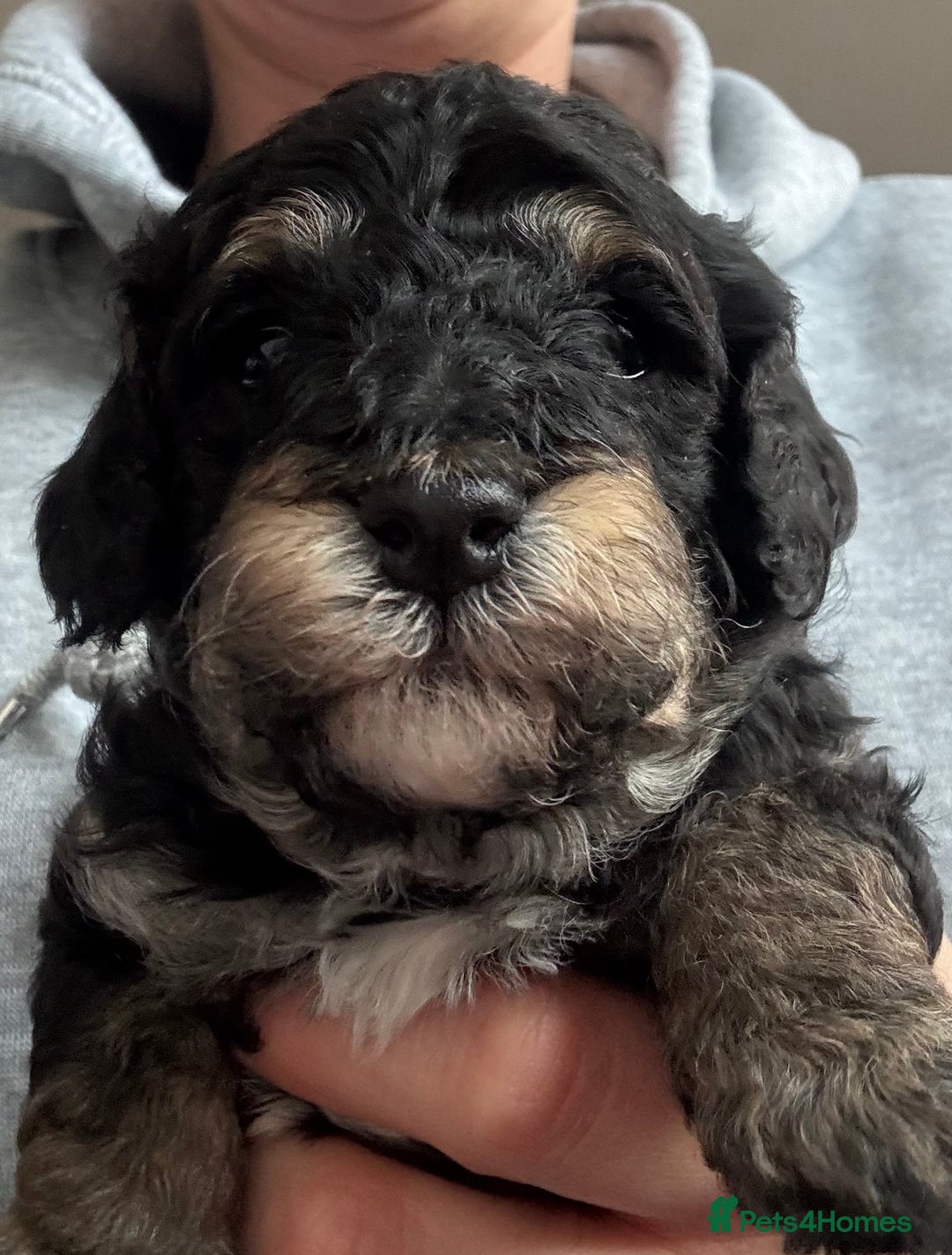 Poochon dogs for sale: Gorgeous Poochon puppies 2 girls 3 boys - Advert 8