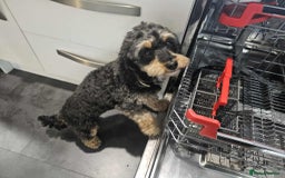 Cavapoochon dogs for sale: Two Year Old Female Cavapoochon - Image 7