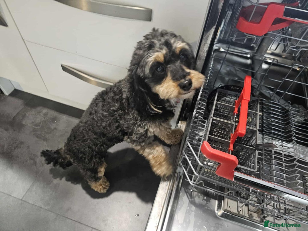 Cavapoochon dogs for sale: Two Year Old Female Cavapoochon - Image 7