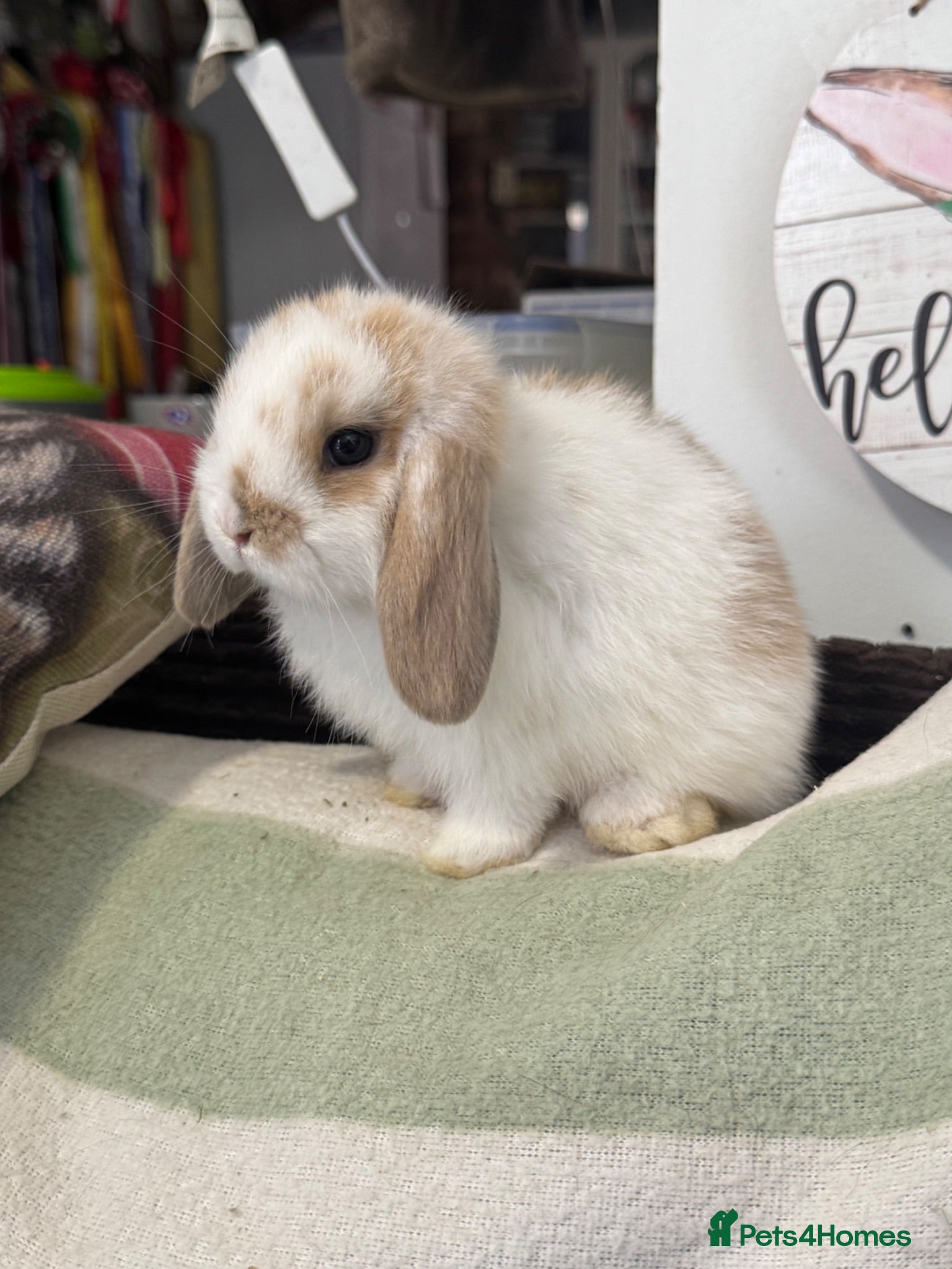 Mini Lop rabbits Lovely selection of *vaccinated* mini lop babies - Advert 2