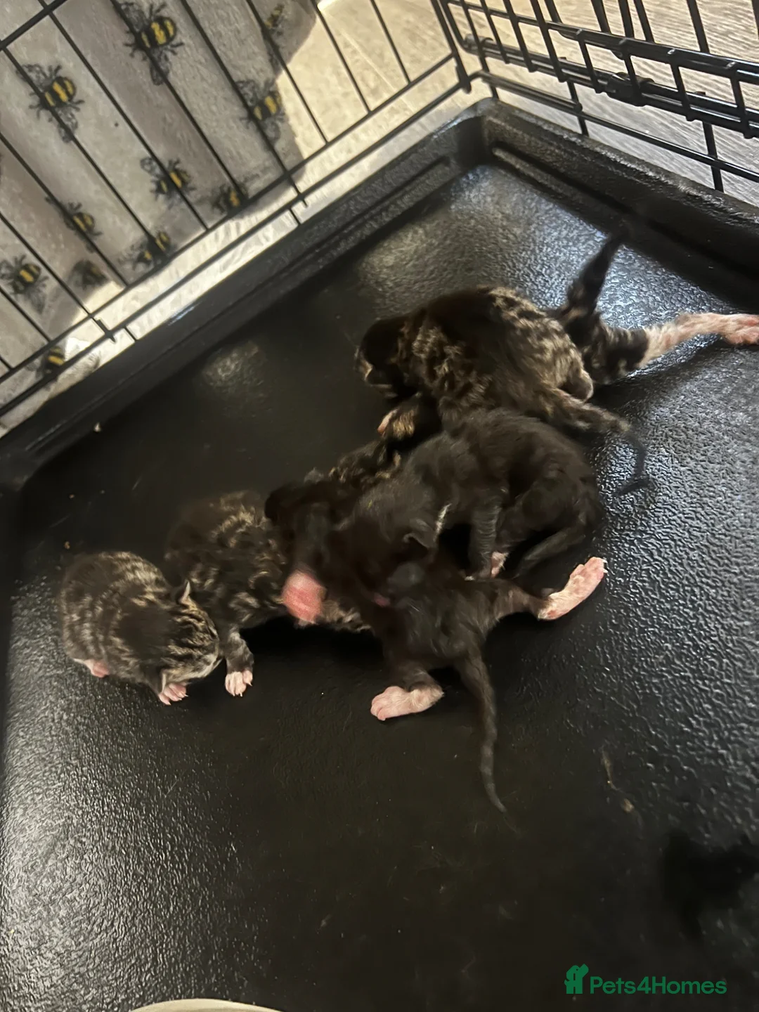 Mixed Breed cats for sale: Beautiful Bengal x domestic kitten  - Advert 1