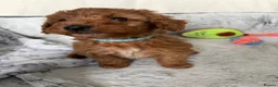 Cockapoo dogs for sale: 🐾BEAUTIFUL F1 COCKERPOOS REGISTERED BREEDER 🐾 - Advert 23