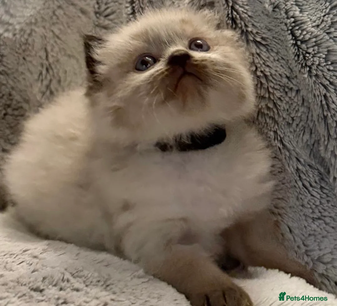 Ragdoll cats for stud: Premium GCCF/TICA Chocolate Point Ragdoll Stud - Advert 17