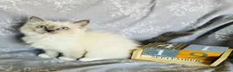 Ragdoll cats for sale: GCCF REGISTERED DNA TESTED PARENTS - Advert 14