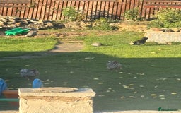 Chickens poultry for sale: Garden hens for sale - Image 10