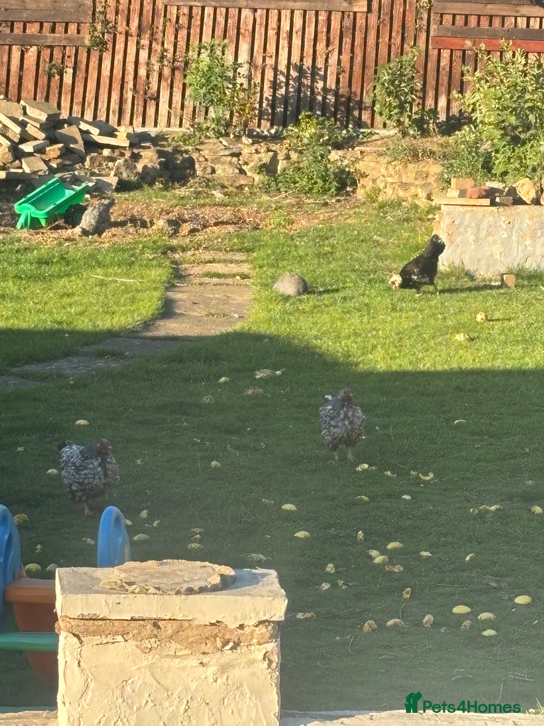 Chickens poultry for sale: Garden hens for sale - Image 10