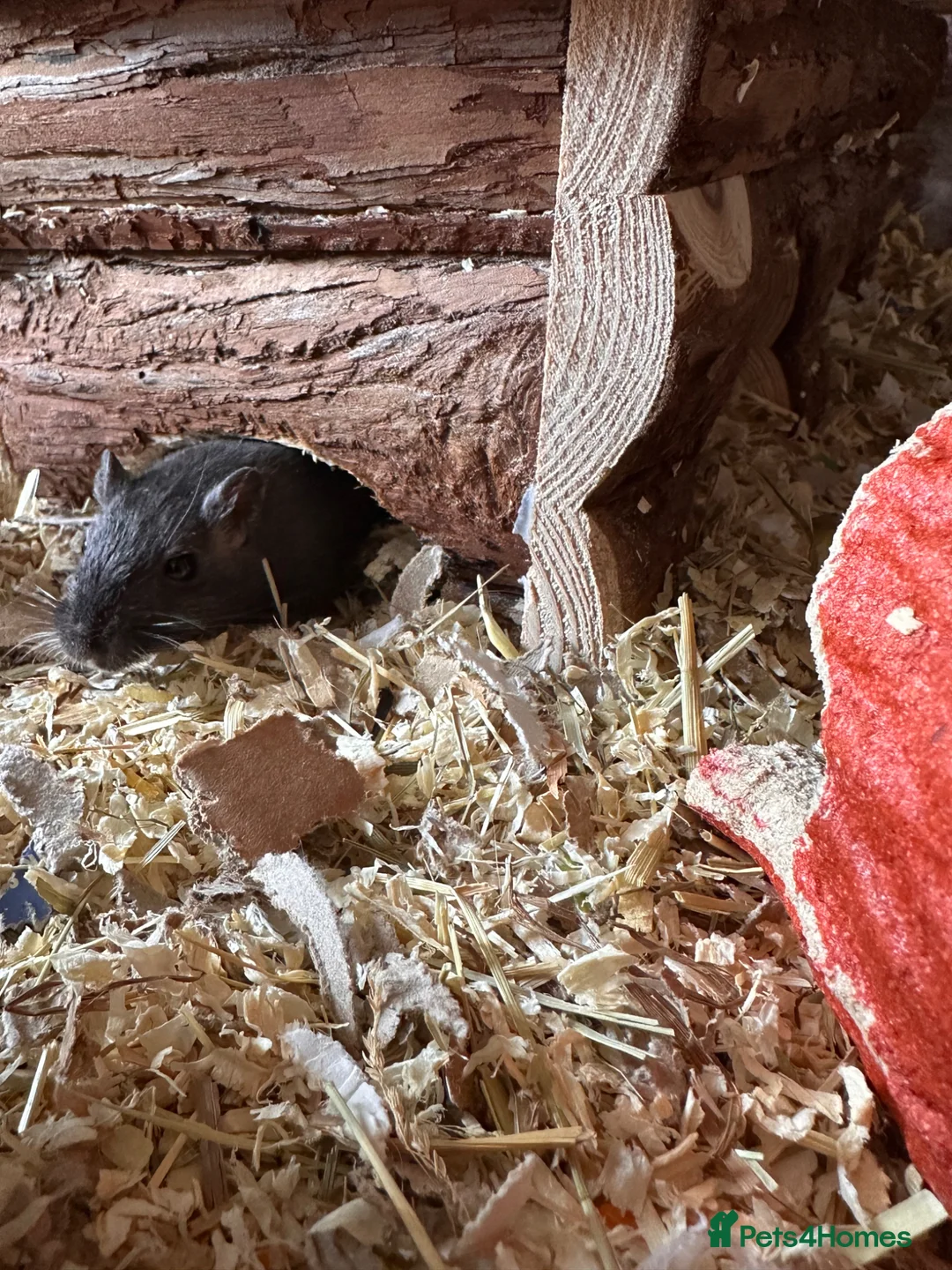 Gerbil rodents for sale: Male Gerbils, cage and accessories! - Advert 6