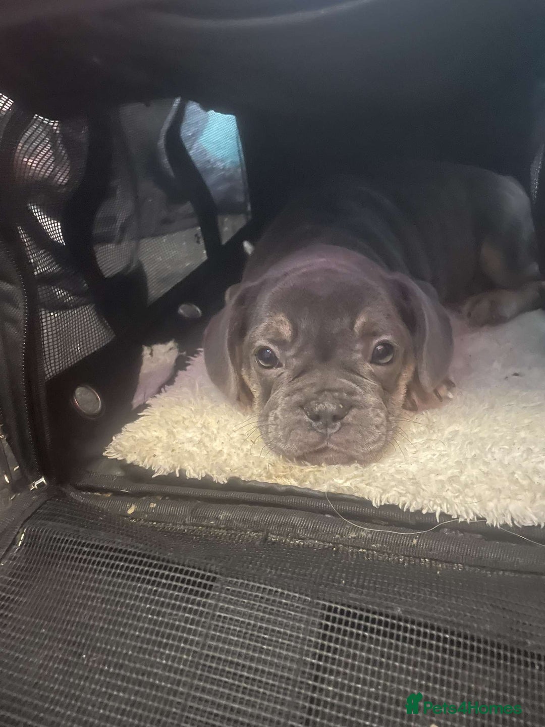 French Bulldog dogs for sale: French bull dogs  - Image 10