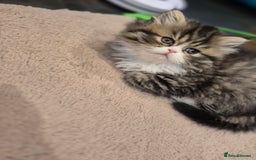 Exotic cats for sale: Exotic longhair and short hair kittens  - Image 9