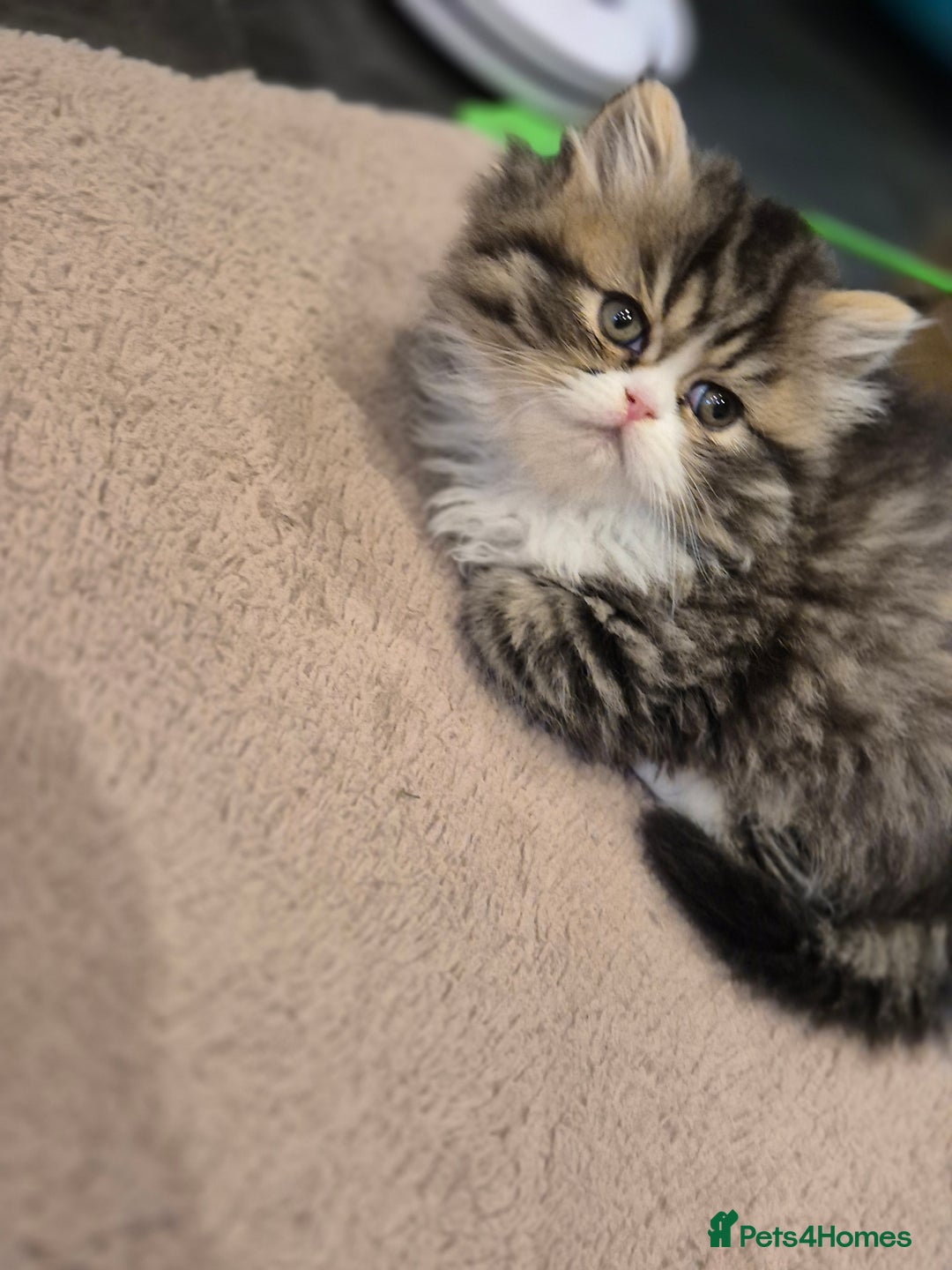 Exotic cats for sale: Exotic longhair and short hair kittens  - Image 9