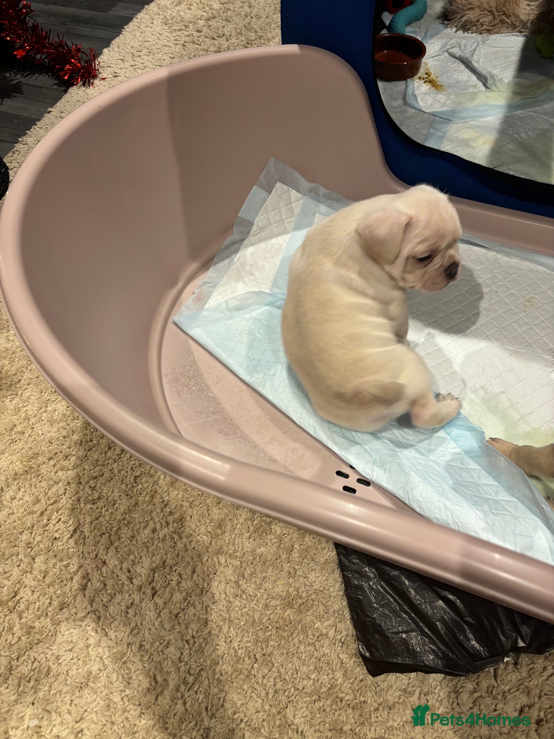 Frug dogs for sale: Frug cross Pug baby boy  - Advert 3