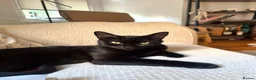 Domestic Shorthair cats for adoption: Great things come in small packages. - Advert 5