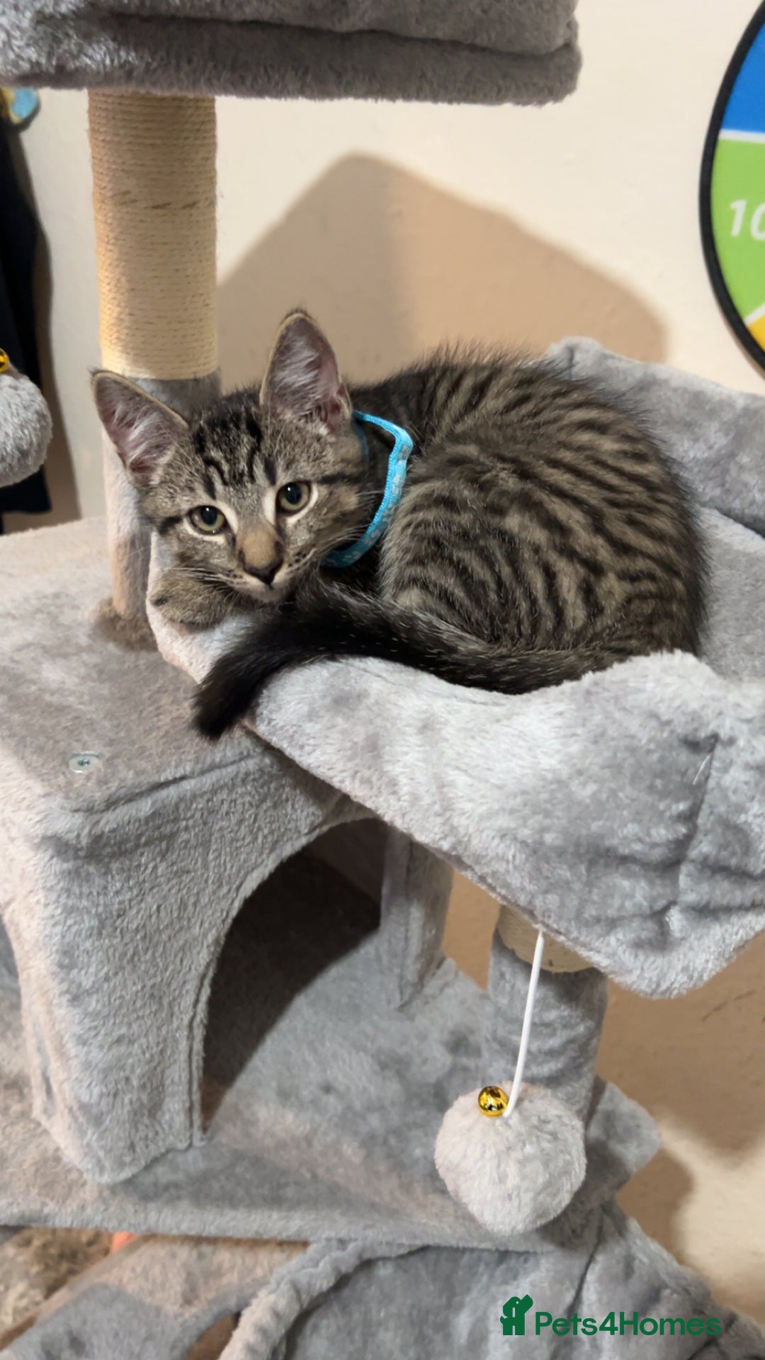 British Longhair cats for sale: 2 kittens looking for a new home  - Advert 14