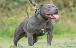 Staffordshire Bull Terrier dogs for sale: KC Registered Blue Staffordshire Bull Terrier  - Image 14