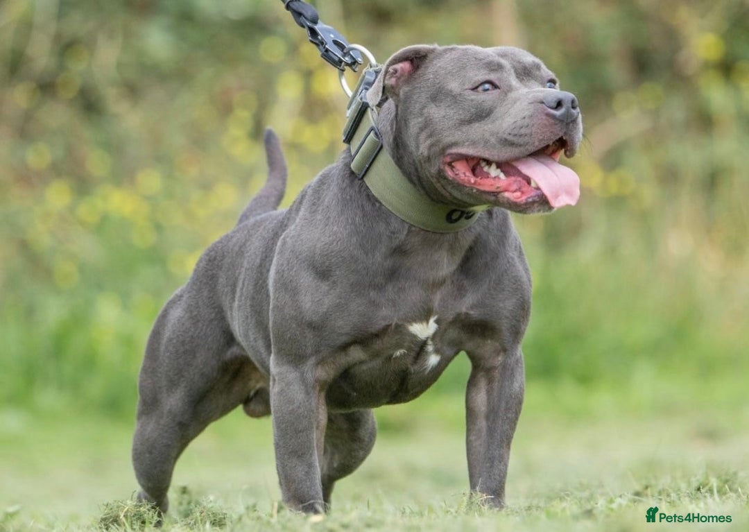 Staffordshire Bull Terrier dogs for sale: KC Registered Blue Staffordshire Bull Terrier  - Image 14