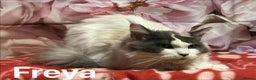 Maine Coon cats for sale: TICA Registered Maine Coon Kittens.  READY NOW  - Advert 9