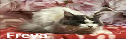 Maine Coon cats for sale: TICA Registered Maine Coon Kittens.  READY NOW  - Advert 8