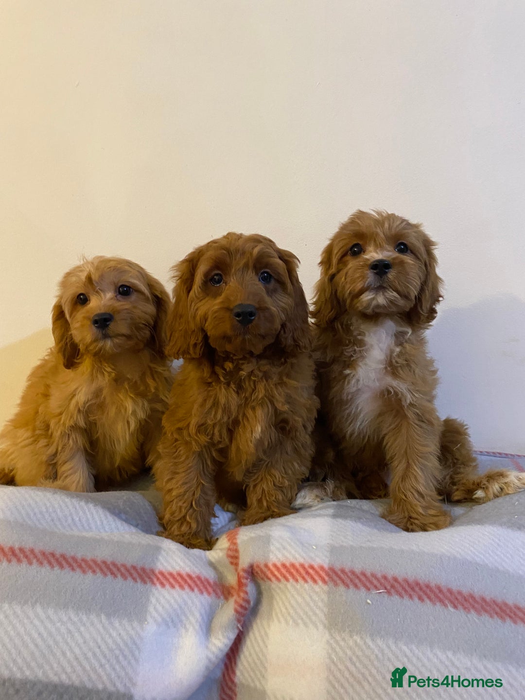 Cavapoo dogs for sale: Beautiful Cavapoo Puppies Available  - Advert 11