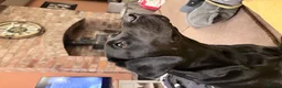 Labrador Retriever dogs for sale: KC Labrador pups for sale (fox red and black) in Shrewsbury - Advert 40