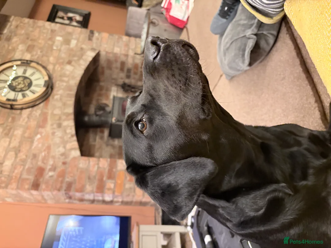 Labrador Retriever dogs for sale: KC Labrador pups for sale (fox red and black) in Shrewsbury - Advert 40