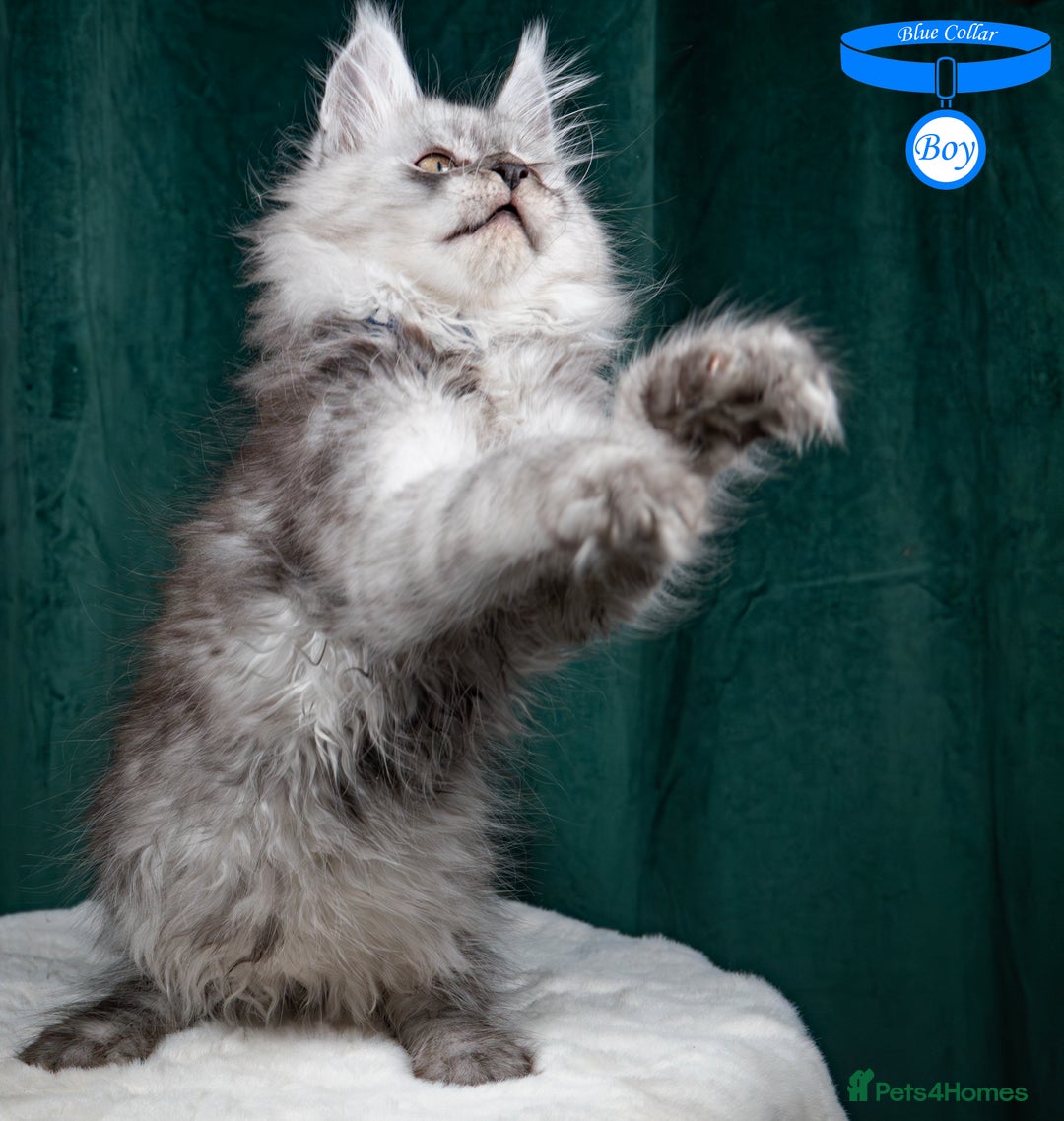 Maine Coon cats for sale: XL PEDIGREE TICA REGISTERED MAINE COON KITTENS - Advert 7