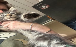 Maine Coon cats for sale: Stunning mainecoons  - Image 19