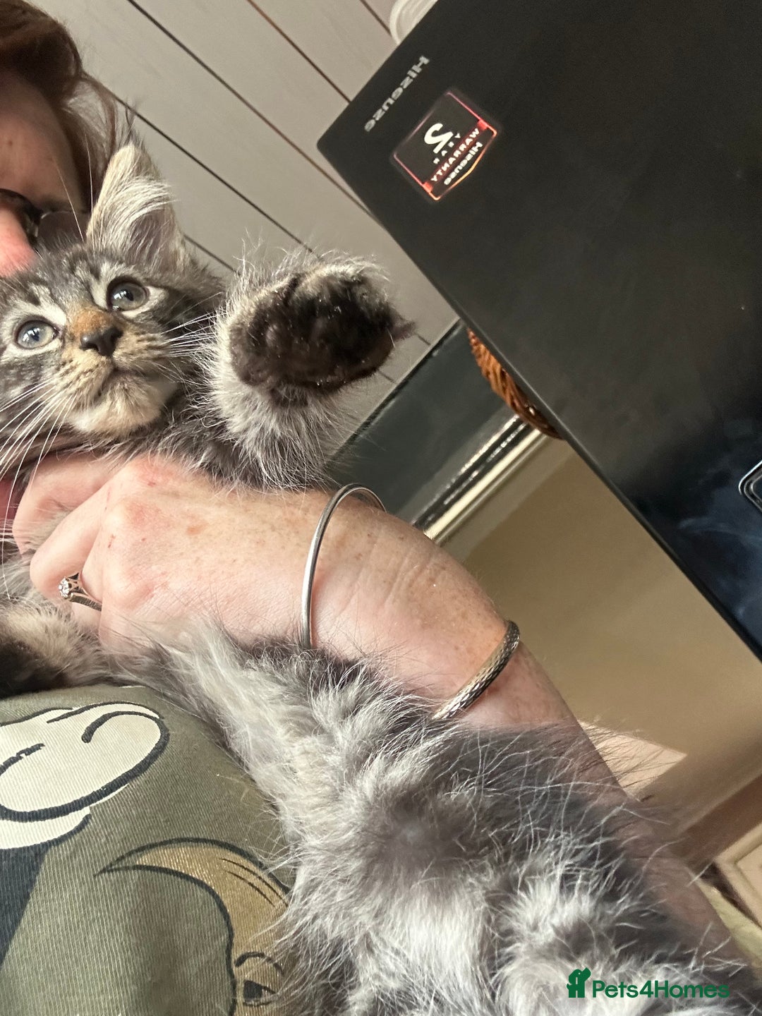 Maine Coon cats for sale: Stunning mainecoons  - Image 19