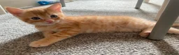 Mixed Breed cats for sale: Two male ginger kittens - Advert 4